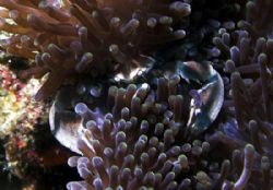Porcelain crab by Ted Jones 